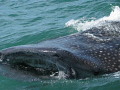   Whale Shark  